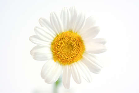 Chamomile macro. A beautiful delicate white flower with a yellow core close-up. Symmetry the concept of the golden section macrophotography of colors. white on white. Innocence purity beauty of natureの写真素材