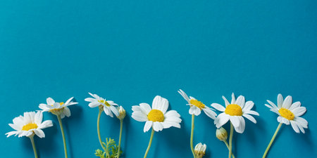 Daisies blue turquoise background top view. Minimalist flat lay. Conceptual creative floral design. A composition of wild wildflowers. The concept of summer, tenderness. Horizontal layout.Copy spaceの写真素材
