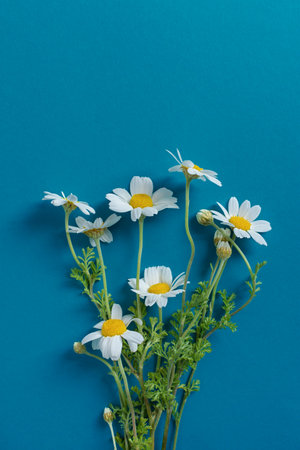Daisies blue-turquoise background top view. Festive design with a bouquet of flowers. Creative floral flat lay. A composition of wild wildflowers. The concept of summer. Happy Mother's Day. copy spaceの写真素材