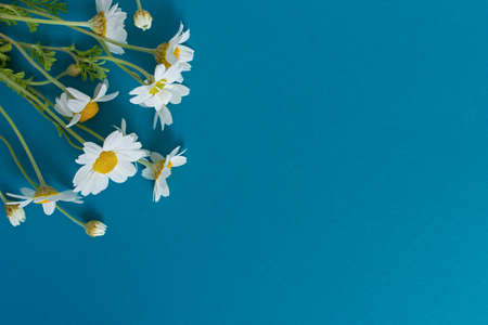 Daisies blue-turquoise background top view. Festive design with a bouquet of flowers. Creative floral flat lay. A composition of wild wildflowers. The concept of summer. Happy Mother's Day. copy spaceの写真素材