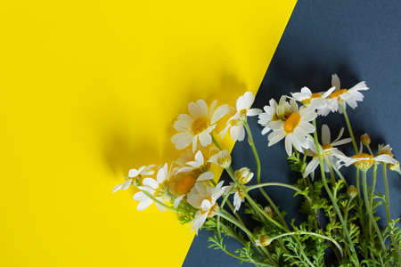 Daisies yellow gray background top view. Festive design with a bouquet of flowers. Creative floral flat lay. A composition of wild wildflowers. The concept of summer. Happy Mother's Day. copy spaceの写真素材