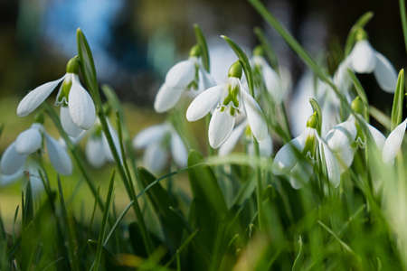 Snowdrops Galanthus nivalis close-up. Beautiful delicate white first flowers in bright sunlight. Snowdrops in the forest. springtime. Primroses are blooming. Juicy natural background, soft focus, sunの写真素材