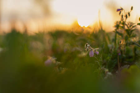 Wildflowers at sunset. Abstract sunny summer background. The orange round sun in defocus sets below the horizon. Blurred background with space for text. The warm golden hour of sunset, sunrise field.の写真素材