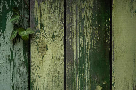 Painted boards texture. Old painted green panel background. Wooden texture with curly ivy for design. Vintage background, retro rustic style. The paint peels off the board eco-trend natural backgroundの写真素材