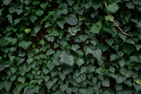 Ivy wall texture. Decorative natural natural background of evergreens. The concept of ecology,...