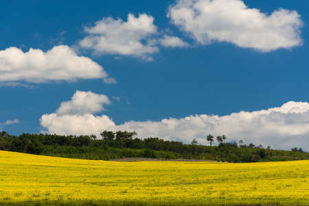 A rapeseed yellow field with a beautiful blue sky and large white clouds. Panoramic bright natural...