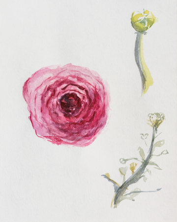 Ranunculus flowers watercolor. Flower bud leaf on watercolor paper. uninsulated. The layout of the design of postcards and notebooks. Children's beautiful pastel drawing. simple composition setの写真素材