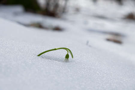Snowdrops Galanthus nivalis close-up in the winter forest. Beautiful first spring flowers make their way through the snow. Blurry background, shallow depth of field. Macro, selective focus, copy spaceの写真素材