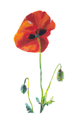Poppy painting isolated. Hand-drawn gouache illustration. A beautiful scarlet flower on a white background. Layout design of postcards, notebooks, packaging. Modern painting, art and creativity.の写真素材