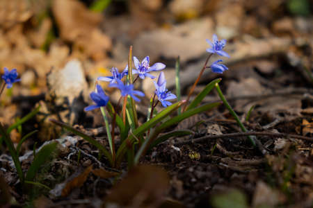 Blue snowdrops lat. Scilla close-up in the forest. The first spring flowers are waking up. Bright sunlight. Macro photography of wild flowers. The concept of early spring. Atmospheric backgroundの写真素材