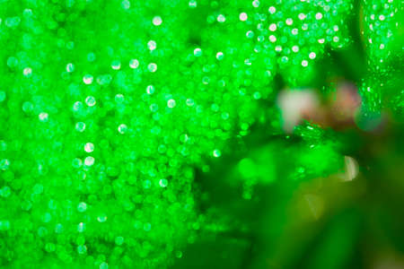 Abstract green raindrop background with beautiful bokeh. Many shades of green. The concept of summer, creativity, inspiration. Bright designer creative background with microdrops. Deep rich colorの写真素材