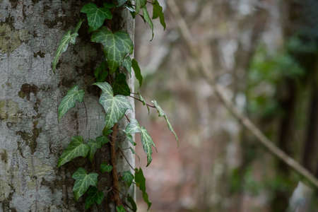 Ivy texture close-up. Decorative natural background of evergreens. The concept of ecology, nature protection, Earth Day. Oxygen release, leaf structure of green plants. Layout for eco-banner designの写真素材
