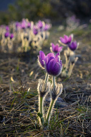 Dream-grass or Pulsatilla patens blooms in spring in the forest in the mountains. Close-up, natural spring background. Delicate, fragile flowers in selective focus. The most beautiful purple flowerの写真素材