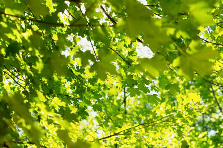 Green maple foliage. Natural bright background. Lush foliage in the sunlight. Abstract nature. Bottom view. Copy space. The concept of summer spring good mood, warmth, sunshine. Green trees backgroundの写真素材