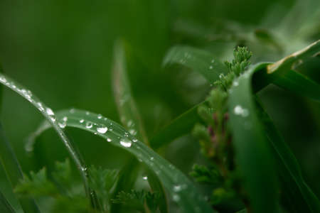 Dew grass early morning. Beautiful emerald color of summer grass. Abstract natural background, beautiful bokeh. The concept of freshness, environmental protection, cleanliness. Macro of water drops.の写真素材