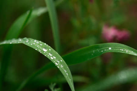Dew grass early morning. Beautiful emerald color of summer grass. Abstract natural background, beautiful bokeh. The concept of freshness, environmental protection, cleanliness. Macro of water drops.の写真素材
