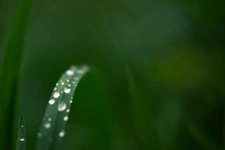 Dew grass early morning. Beautiful emerald color of summer grass. Abstract natural background, beautiful bokeh. The concept of freshness, environmental protection, cleanliness. Macro of water drops.の写真素材