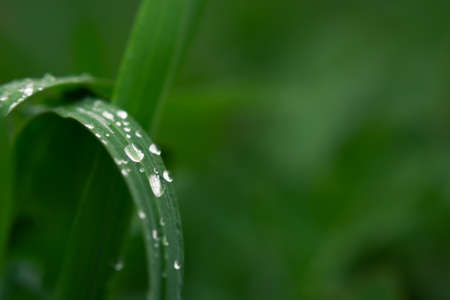 Dew grass early morning. Beautiful emerald color of summer grass. Abstract natural background, beautiful bokeh. The concept of freshness, environmental protection, cleanliness. Macro of water drops.の写真素材