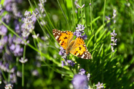 Butterfly Vanessa is orange on a purple lavender flower in the sunlight. Macrophotography of wildlife. The butterfly pollinates flowers in the garden. Bright summer colorful background. Top viewの写真素材