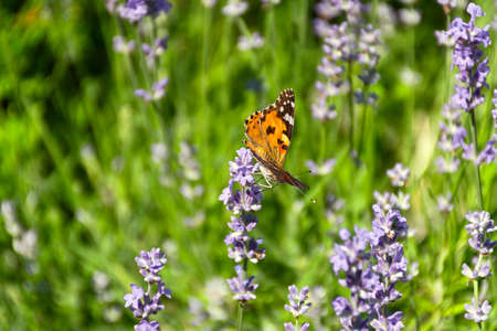 Butterfly Vanessa is orange on a purple lavender flower in the sunlight. Macrophotography of wildlife. The butterfly pollinates flowers in the garden. Bright summer colorful background. Top viewの写真素材