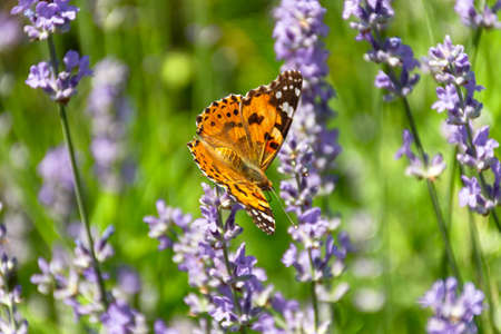Butterfly Vanessa is orange on a purple lavender flower in the sunlight. Macrophotography of wildlife. The butterfly pollinates flowers in the garden. Bright summer colorful background. Top viewの写真素材