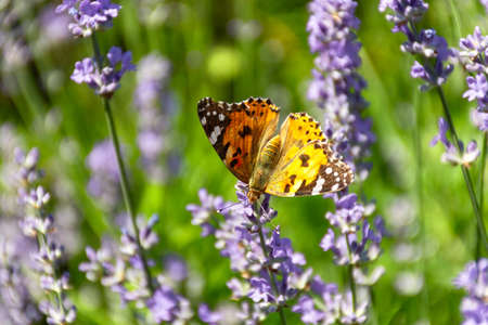Butterfly Vanessa is orange on a purple lavender flower in the sunlight. Macrophotography of wildlife. The butterfly pollinates flowers in the garden. Bright summer colorful background. Top viewの写真素材