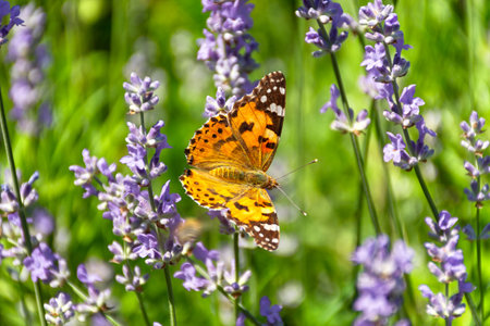 Butterfly Vanessa is orange on a purple lavender flower in the sunlight. Macrophotography of wildlife. The butterfly pollinates flowers in the garden. Bright summer colorful background. Top viewの写真素材
