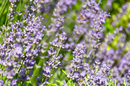 Lavender close-up. Summer background of purple flowers. Provence style, French lavender bloomed in the garden. The concept of cosmetics, cosmetic production, agriculture. Beautiful natural backgroundの写真素材