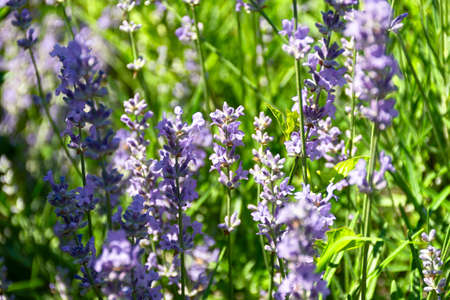 Lavender close-up. Summer background of purple flowers. Provence style, French lavender bloomed in the garden. The concept of cosmetics, cosmetic production, agriculture. Beautiful natural backgroundの写真素材