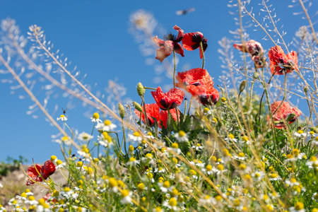 Poppies red flowers blue sky, bright sunny summer landscape. A poppy field on a clear spring day. Colorful natural background for wallpapers, postcards, websites. Juicy flowers stretch up. Copy spaceの写真素材