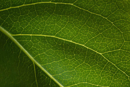 Green leaf texture. Natural macro background. Veins of a leaf close-up. Abstraction, natural design. The concept of ecology. protection of trees, green spaces. Layout for website design, packagingの写真素材