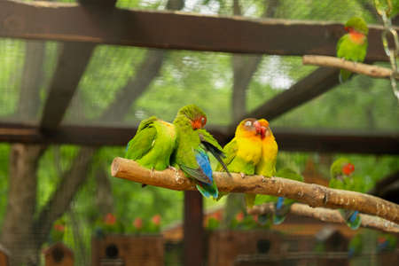 Parrots in the zoo. Colorful tropical birds are sitting on a branch, cuddling up to each other and kissing. Colorful birds on a blurry background of the park. Wildlife, the concept of relaxationの写真素材