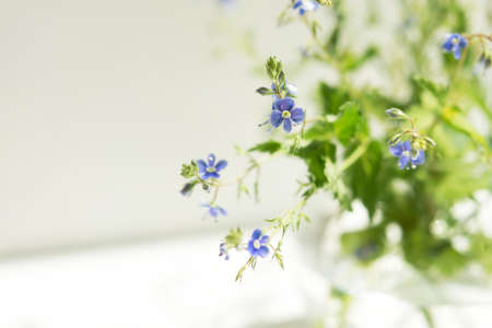 Forget-me-nots vase close-up. A beautiful summer bouquet in bright sunlight. Shallow depth of field, macro. The concept of fragility, tenderness, fragrance. Application in cosmetology, therapyの写真素材