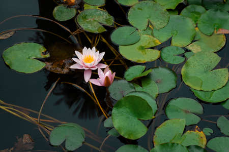 Pink lotuses bloom on an ornamental pond in the garden. Lotus flower Marliacea Rosea or pink water Lily lat. Nymphaea. Floral natural background. Bright sunlight.One flower close-up in selective focusの写真素材