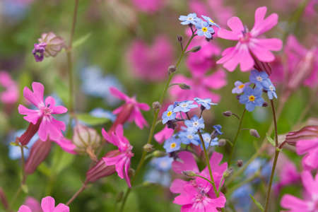 Pink blue flowers garden. Forget-me-nots and Silene. Spring summer natural floral background. Beautiful bright decorative garden. Blurred background. Pastel delicate shades of summer garden flowersの写真素材