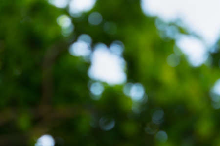 Blurry abstract green tree background. Beautiful bokeh foliage in bright sunlight. Conceptual natural light and shadow design. The concept of summer, freshness, beauty. Eco-friendly soft backgroundの写真素材