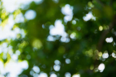 Blurry abstract green tree background. Beautiful bokeh foliage in bright sunlight. Conceptual natural light and shadow design. The concept of summer, freshness, beauty. Eco-friendly soft backgroundの写真素材