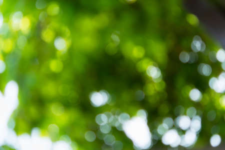 Blurry abstract green tree background. Beautiful bokeh foliage in bright sunlight. Conceptual natural light and shadow design. The concept of summer, freshness, beauty. Eco-friendly soft backgroundの写真素材