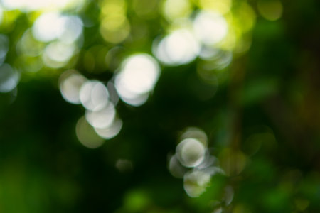 Blurry abstract green tree background. Beautiful bokeh foliage in bright sunlight. Conceptual natural light and shadow design. The concept of summer, freshness, beauty. Eco-friendly soft backgroundの写真素材