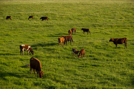 Cows graze green grass. The concept of agriculture, the cultivation of livestock. Colorful cows. steers, young calves graze on the summer juicy grass. Warm light. production of milk, beef, cheese.の写真素材