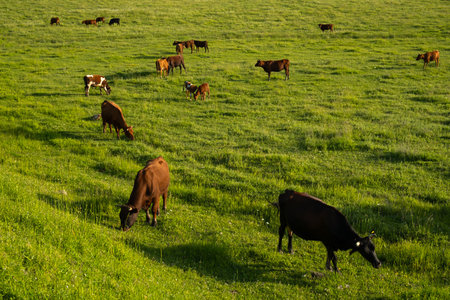 Cows graze green grass. The concept of agriculture, the cultivation of livestock. Colorful cows. steers, young calves graze on the summer juicy grass. Warm light. production of milk, beef, cheese.の写真素材