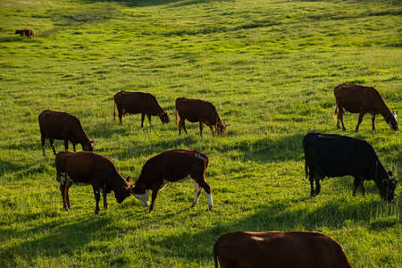 Cows graze green grass. The concept of agriculture, the cultivation of livestock. Colorful cows....