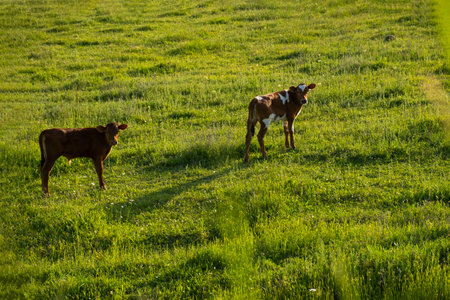 Cows graze green grass. The concept of agriculture, the cultivation of livestock. Colorful cows. steers, young calves graze on the summer juicy grass. Warm light. production of milk, beef, cheese.の写真素材