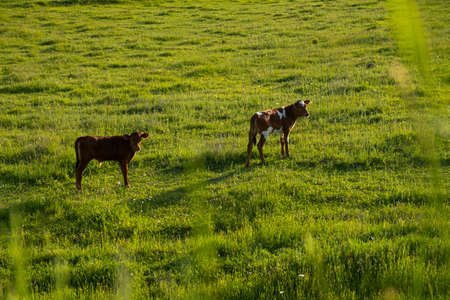 Cows graze green grass. The concept of agriculture, the cultivation of livestock. Colorful cows. steers, young calves graze on the summer juicy grass. Warm light. production of milk, beef, cheese.の写真素材