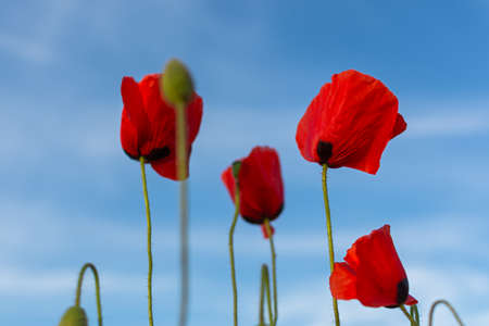 Poppies red flowers blue sky, bright sunny summer landscape. A poppy field on a clear spring day. Colorful natural background for wallpapers, postcards, websites. Juicy flowers stretch up. Copy spaceの写真素材