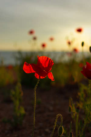 Poppies field sunset. Bright scarlet flowers in the orange sunset light. Warm atmospheric summer landscape. Natural background for design, wallpaper, paintings. Wild wildflowers in the setting sunの写真素材