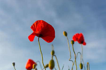 Poppies red flowers blue sky, bright sunny summer landscape. A poppy field on a clear spring day. Colorful natural background for wallpapers, postcards, websites. Juicy flowers stretch up. Copy spaceの写真素材