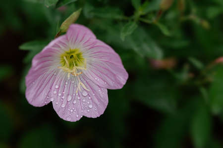 Oenothera pink lat Oenothera close-up. The most delicate pink decorative flowers for growing in the garden. Beautiful natural background. Decoration of flower beds of parks, squares. Macrophotographyの写真素材