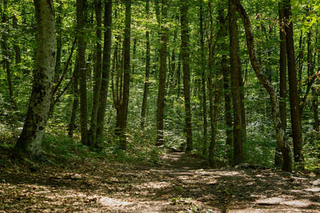 Green forest trees sun. Mysterious summer landscape. Tall beech trees illuminated by the bright morning sun. No people, a walk in the fresh air. Beautiful natural background. The concept of ecology.の写真素材