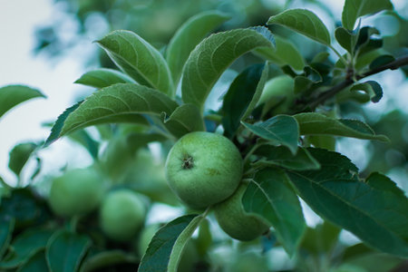 Green apples garden close-up.Juicy bright summer fruits ripen on a branch in the garden. Green young apples on a blurry background of leaves. Vitamins, the concept of healthy nutrition, agricultureの写真素材